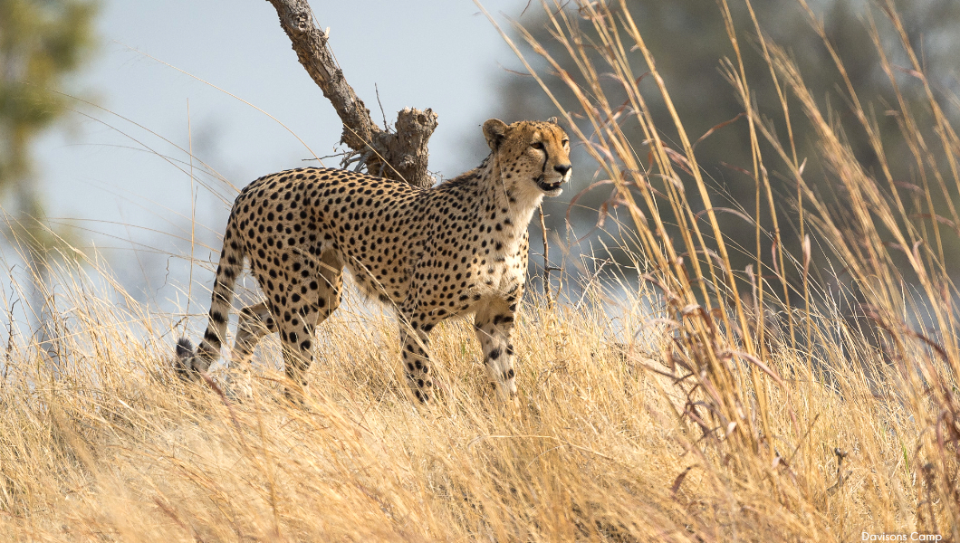 Cheetah at Davison's Camp